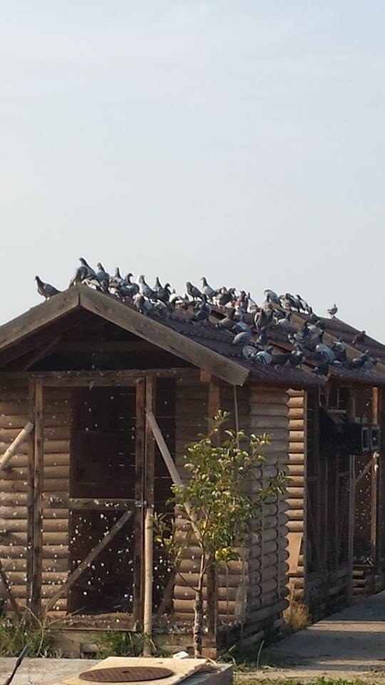 Pismonose petrovčić kavez